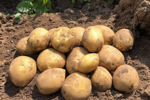 картофель