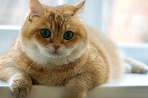 кот