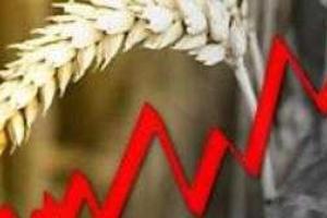 Раскрыты цифры по потерям урожая зерновых в Донбассе
