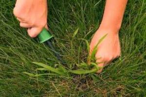 Очищаем огород от пырея