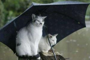 Погода не радует Украину, местами даже пройдет снег 