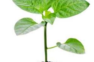 Как правильно выбирать и садить саженцы деревьев