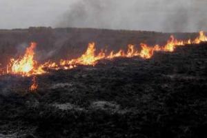 В Подмосковье пожары подошли к жилым домам