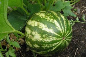 Как вырастить бахчу у себя на огороде