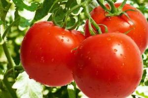 Томаты: профилактика болезней и пасынкование