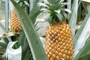 Как вырастить ананас в домашних условиях