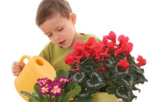 Лучшие комнатные растения для детской комнаты