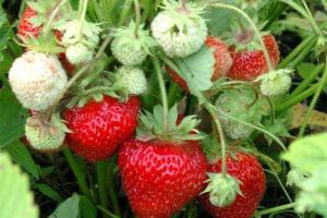 Правильная весенняя обработка клубники – залог хорошего урожая летом