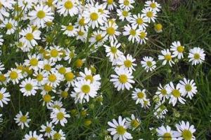 Как вырастить ромашку аптечную на приусадебном участке