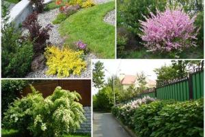 Ароматические растения для садового дизайна