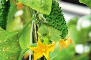 Болезни огурцов: как распознать и вылечить