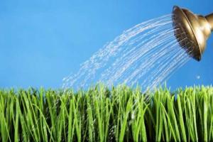 Поливаем овощи правильно