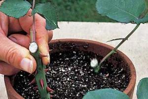 Как подарить розе из букета новую жизнь