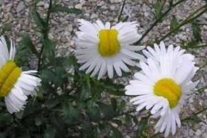 В Интернет попали шокирующие фотографии ромашек, растущие в японской Фукусиме 