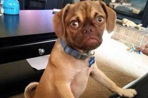 "Сердитый пес" стал новой звездой Интернета 