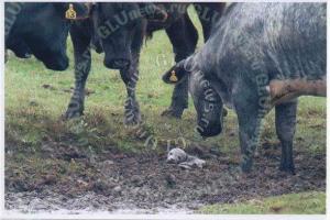 Британец стал свидетелем, как коровы вытащили маленького тюленя из болота