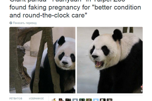 Хитрая панда в зоопарке притворилась беременной ради комфортной жизни