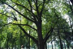 Определен точный возраст "500-летнего" дуба в Калуге