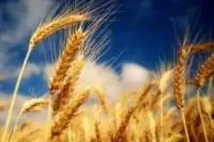 У аграриев Луганщины не хотят закупать зерно