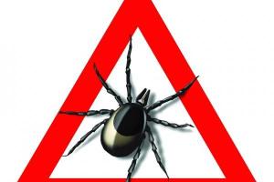 Как бороться с клещами на дачном участке?