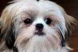 Ученые доказали, что собаки различают лица