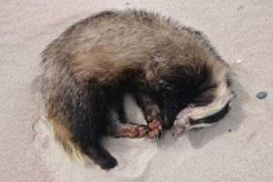 Барсук выпил семь банок пива и проспал два дня на пляже