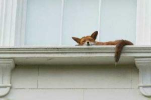 Спящая лисичка на подоконнике второго этажа стала звездой Интернета