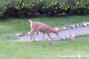 В Сети набирает популярности видео, как олененок и кролик играют в догонялки