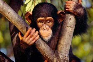 Ученые обнаружили в дикой природе шимпанзе-алкоголиков