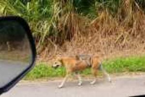 В Сети набирает популярности видео, как собаа катает обезьянку на спине