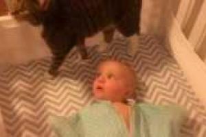 В Сети появилось трогательное видео, на котором младенец впервые увидел кота