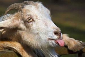 Американские власти наняли коз для работы на кладбище