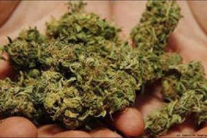 На Луганщине у несовершеннолетнего милиция изъяла марихуану