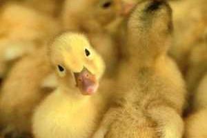 В России заживо сожгли 50 украинских утят