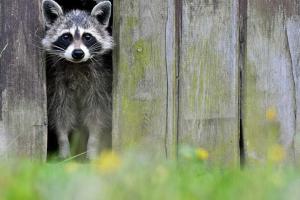 В Украине появятся еноты-саперы