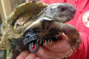 Ветеринары сделали черепахе без лапы протез из «Лего»