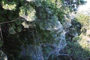 Таинственная паутина опутала Лондон и Даллас