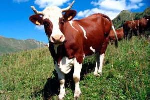 Коровы затоптали 77-летнюю туристку в Альпах