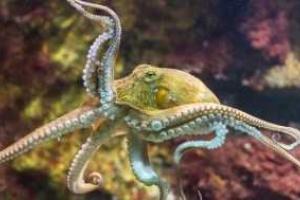 В Швейцарии осьминог открывает упаковки с едой