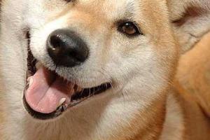 Танцующая на улице собака стала звездой интернета