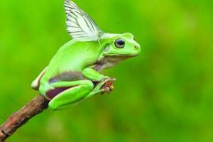 В Джакарте фотограф сделал удивительный снимок лягушки с крыльями