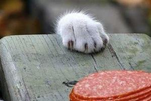 Киевский университет Шевченко купил у своего студента колбасы на полмиллиона грн.