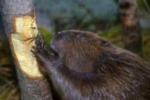 В Швеции бобры оставили без света 15 000 домов