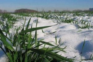 Завтра в Украине выпадет первый снег