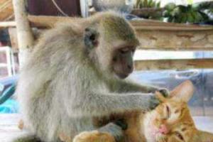 В сети набирает популярности видео обезьянки, которая пытается разбудить кота