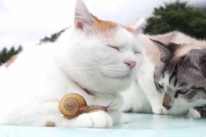 В сети появилось трогательное видео про дружбу двух кошек и улитки