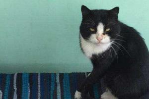 В соцсети активно обсуждают кота Дмитрия Яроша