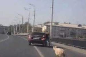 Интернет взорвало видео погони казанских мужчин за сбежавшим бараном