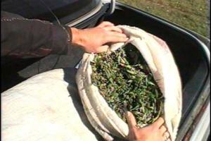 На блокпосту в Сватово задержан автомобиль «Hyundai Tucson» с марихуаной