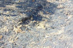 В Мариуполе ожидается пожарная опасность пятого класса 